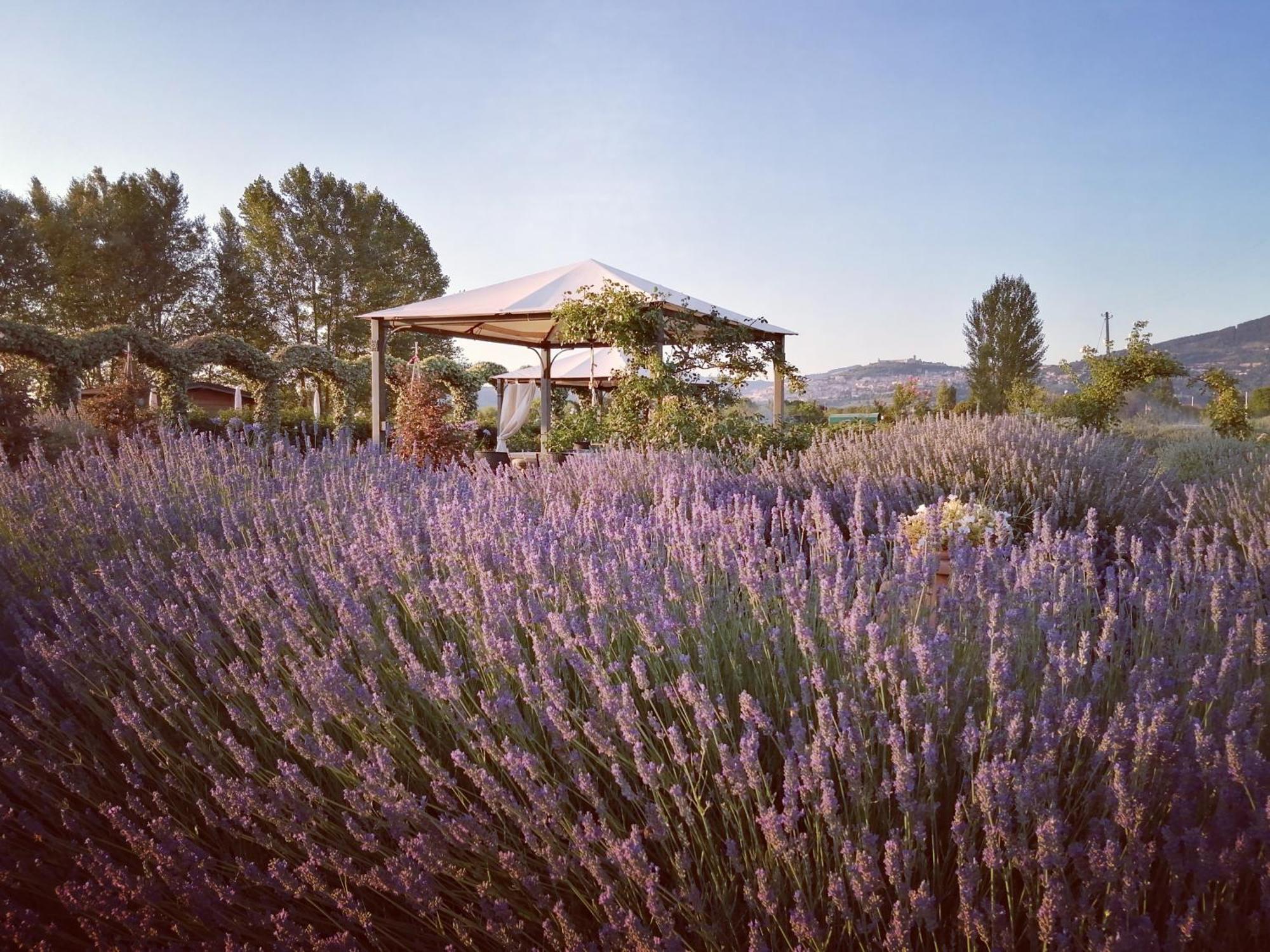 Il Fienile Di Assisi Villa Dış mekan fotoğraf